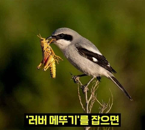 북미 때까치가 메뚜기 먹는 방법.jpg_2.webp