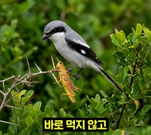 북미 때까치가 메뚜기 먹는 방법.jpg_3.webp