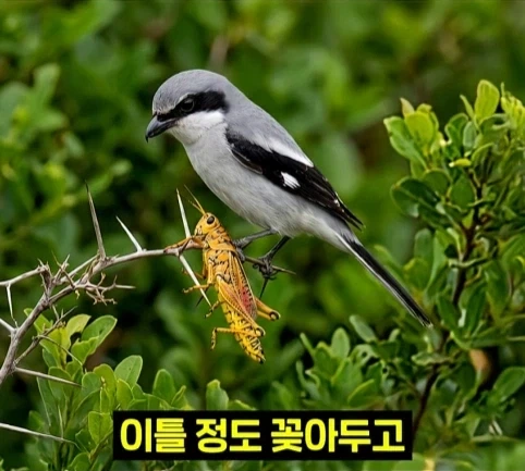 북미 때까치가 메뚜기 먹는 방법.jpg_4.webp