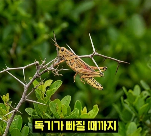 북미 때까치가 메뚜기 먹는 방법.jpg_5.webp