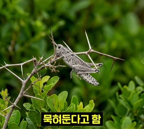 북미 때까치가 메뚜기 먹는 방법.jpg_6.webp