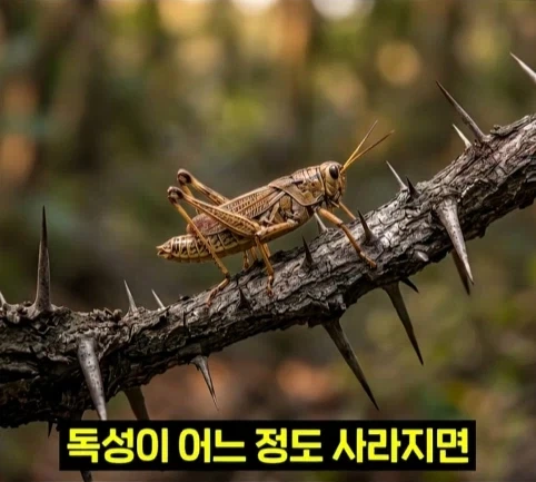 북미 때까치가 메뚜기 먹는 방법.jpg_8.webp