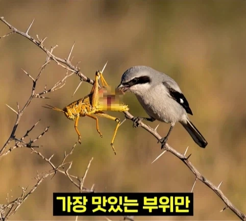 북미 때까치가 메뚜기 먹는 방법.jpg_9.webp