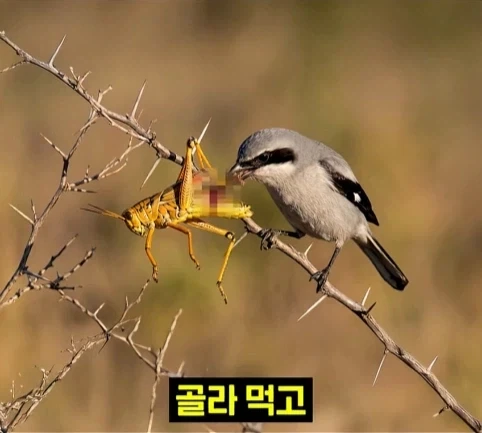 북미 때까치가 메뚜기 먹는 방법.jpg_10.webp