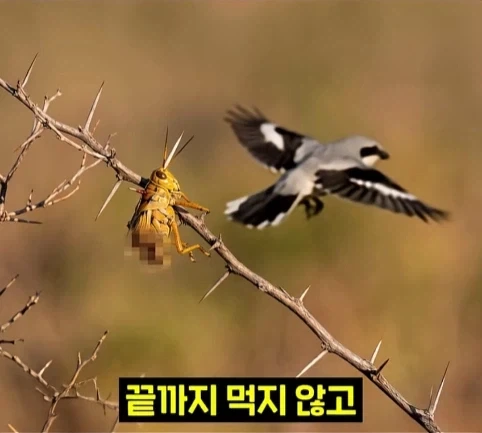북미 때까치가 메뚜기 먹는 방법.jpg_13.webp