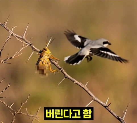 북미 때까치가 메뚜기 먹는 방법.jpg_14.webp