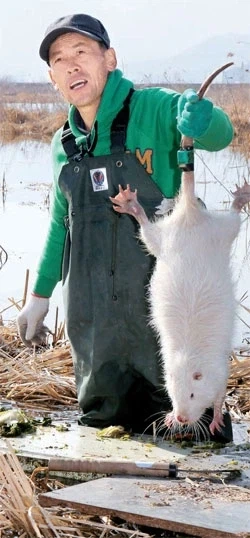 한국에서 생포돼 허무하게 죽은 희귀 야생동물.jpg_1.webp