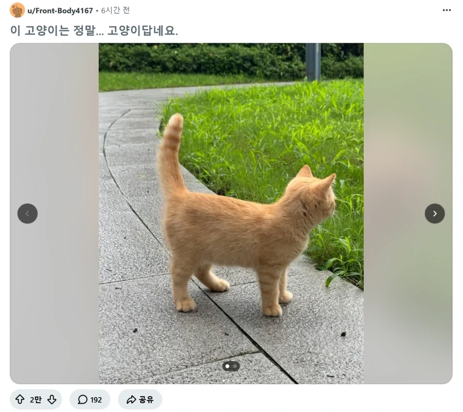 정말 고양이처럼 생겼다는 고양이_1.webp