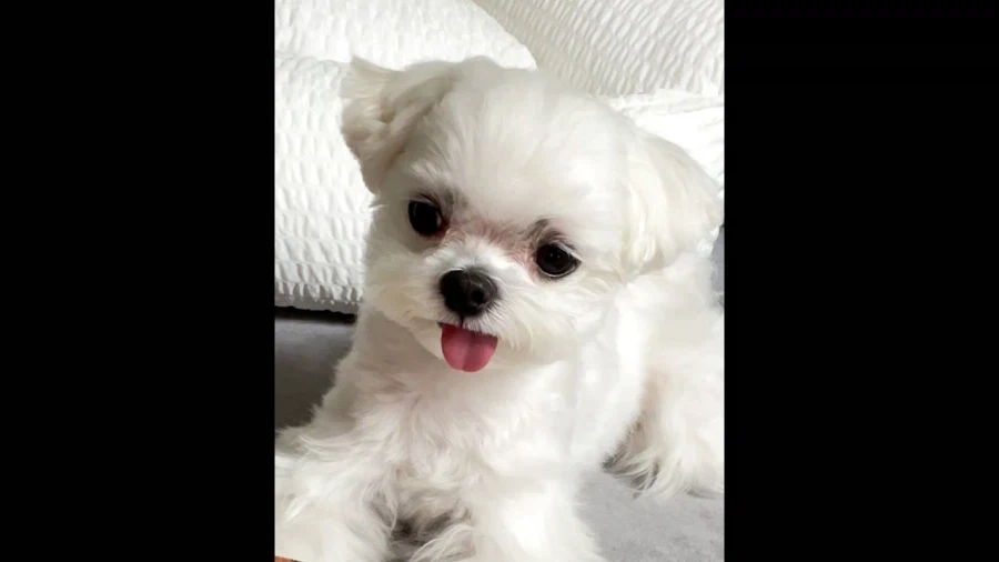 말티즈 견종이 제일로 매력 터지는 점_4.webp