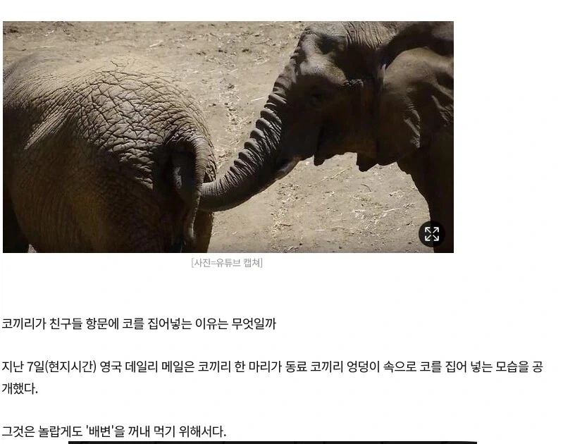 코끼리의 간식창고_1.webp