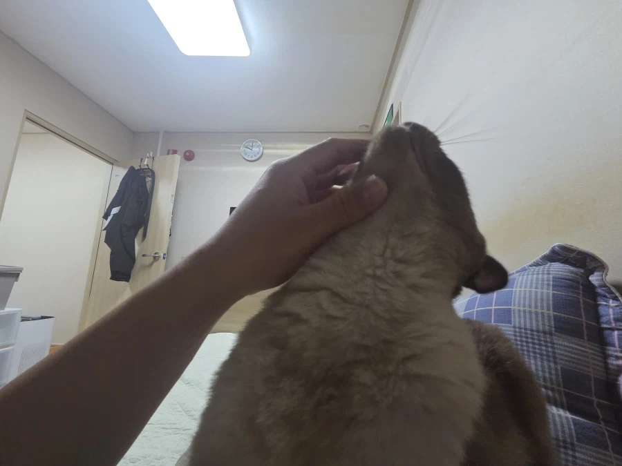 집사의 손을 즐기는 커여운 고양이~~_1.webp