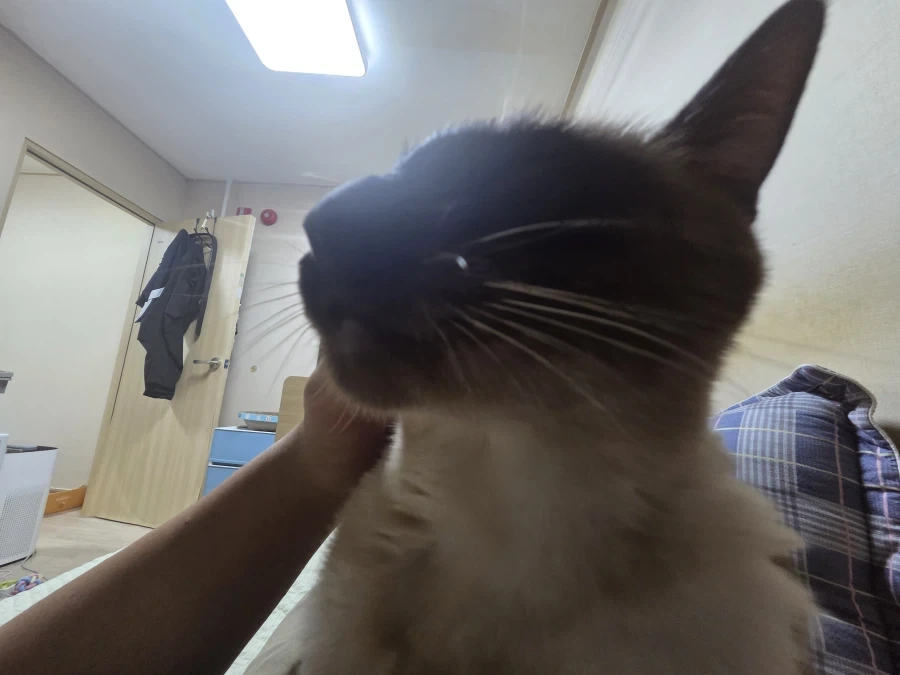 집사의 손을 즐기는 커여운 고양이~~_2.webp