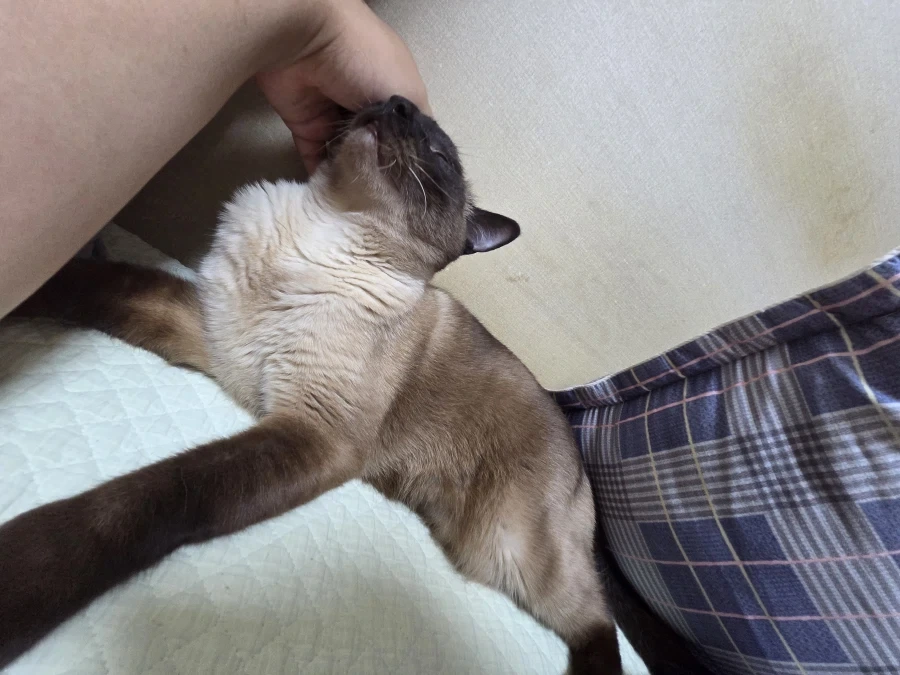 집사의 손을 즐기는 커여운 고양이~~_3.webp
