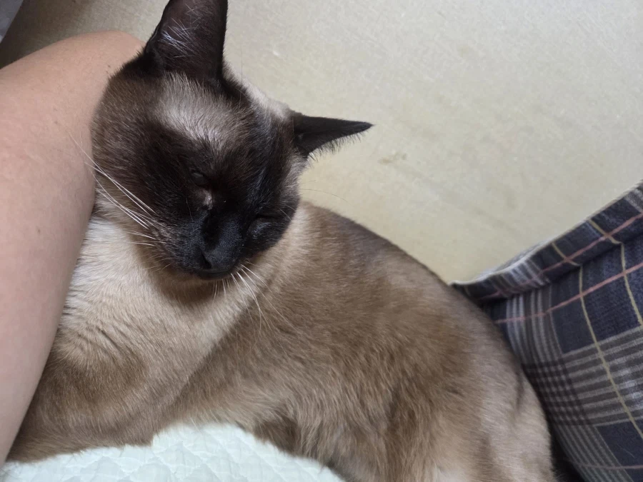 집사의 손을 즐기는 커여운 고양이~~_4.webp