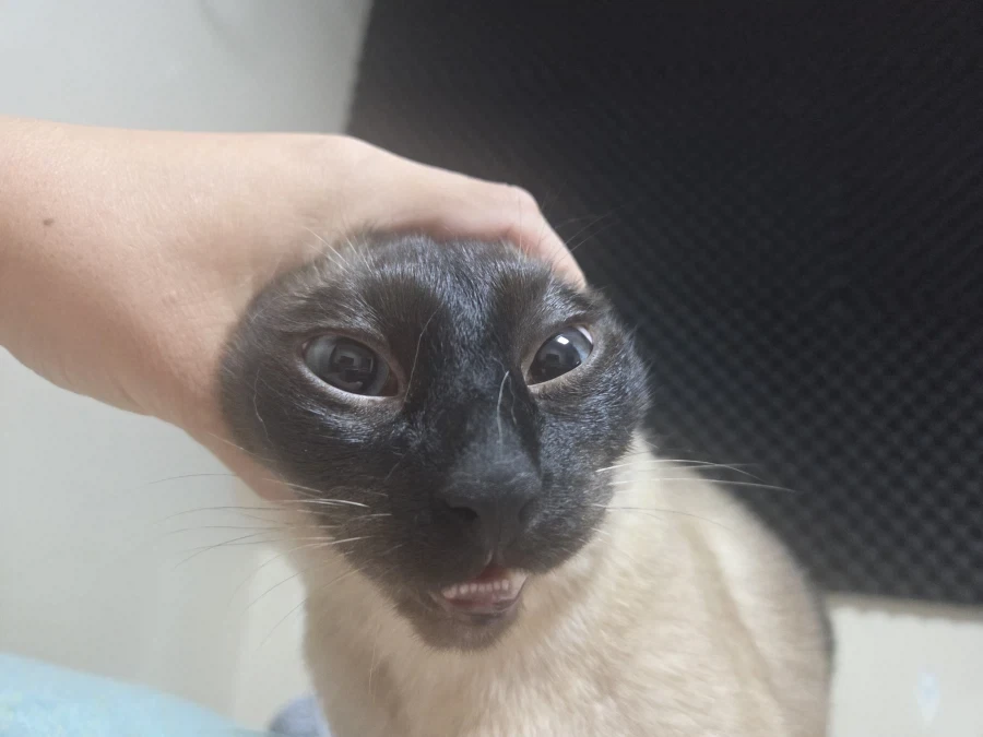 집사의 손을 즐기는 커여운 고양이~~_5.webp