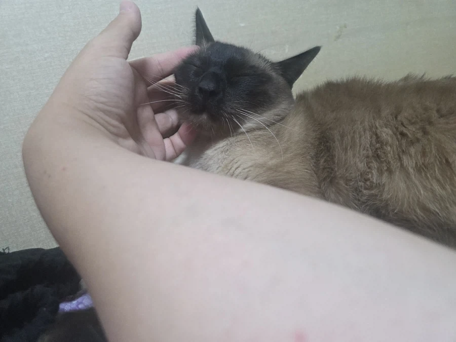 집사의 손을 즐기는 커여운 고양이~~_8.webp
