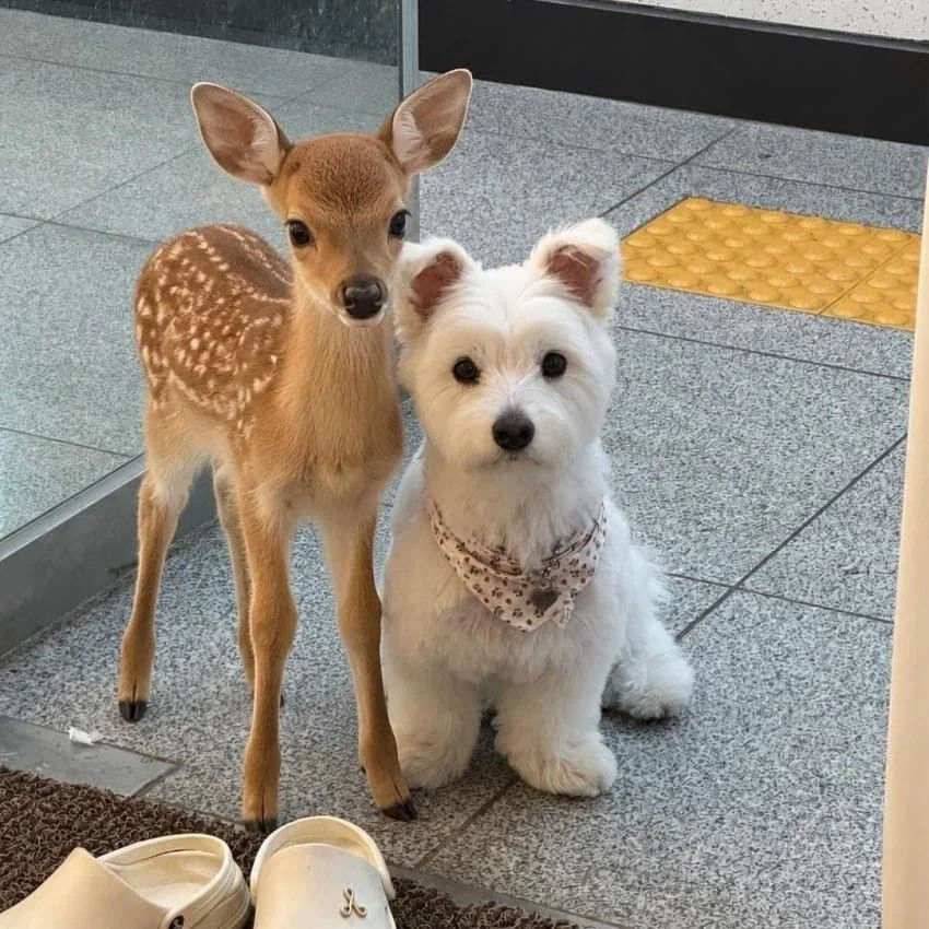 아기 사슴과 강아지_1.webp