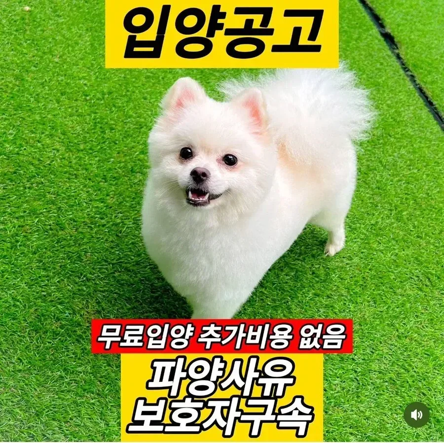 어쩔 수 없는 강아지 파양 사유_1.webp