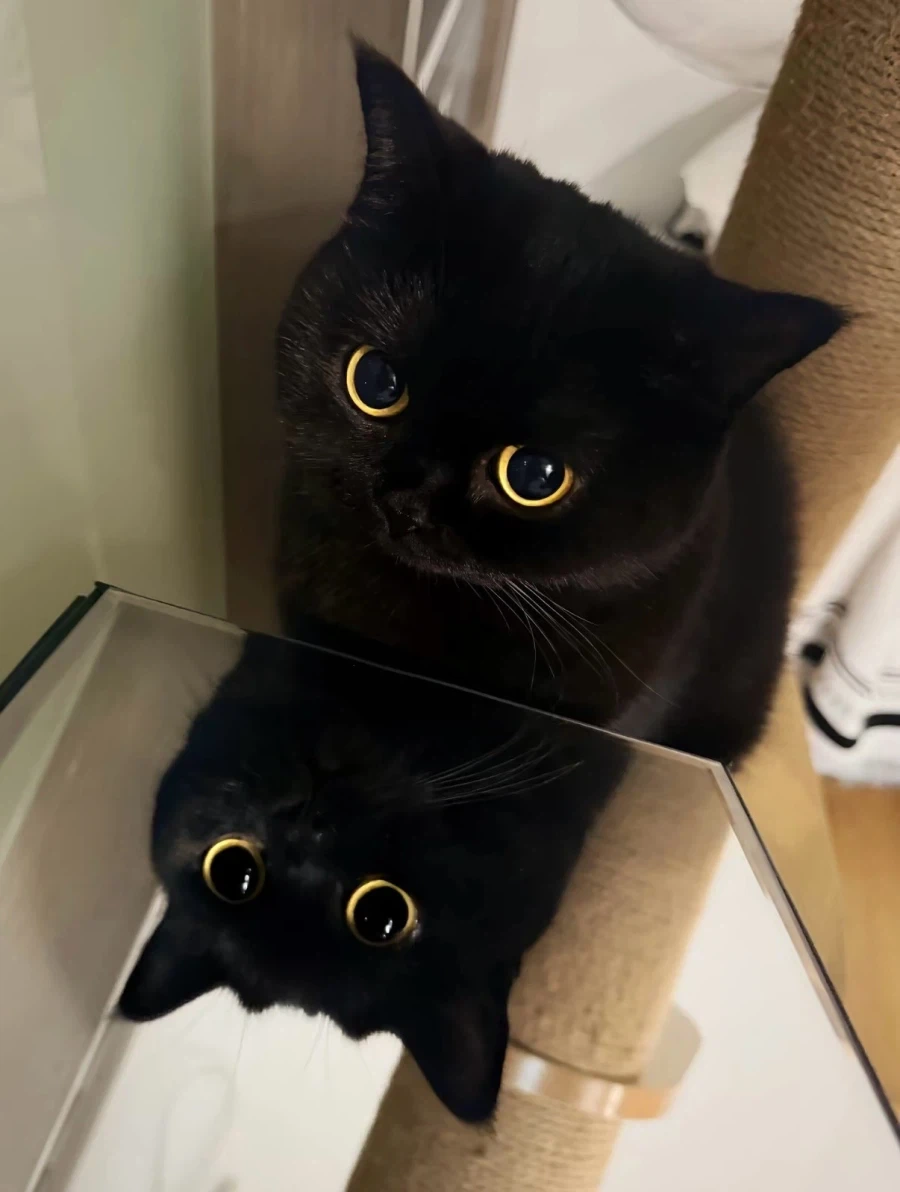 귀요미 검냥이..._1.webp