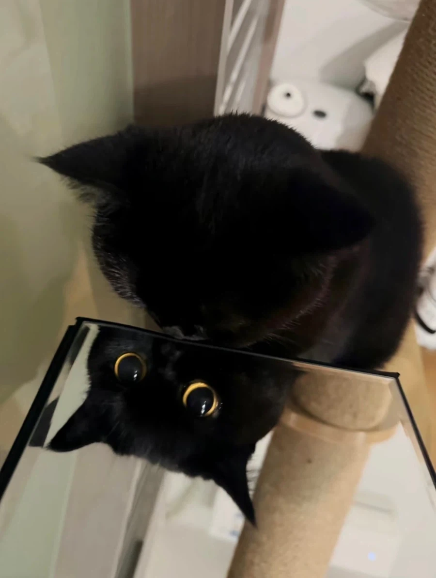 귀요미 검냥이..._4.webp