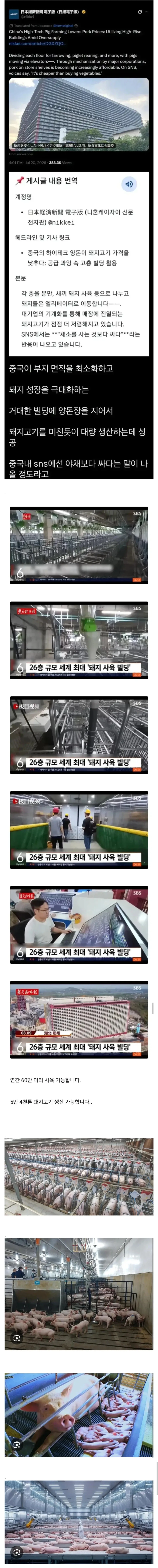 중국 돼지 공장.jpg_1.webp