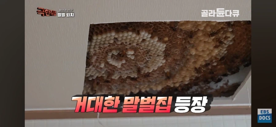 천장을 뜯어보니 말벌집 등장_2.webp