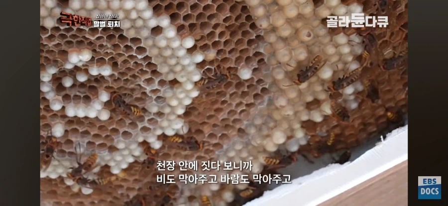 천장을 뜯어보니 말벌집 등장_3.webp