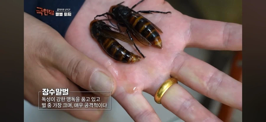 천장을 뜯어보니 말벌집 등장_5.webp