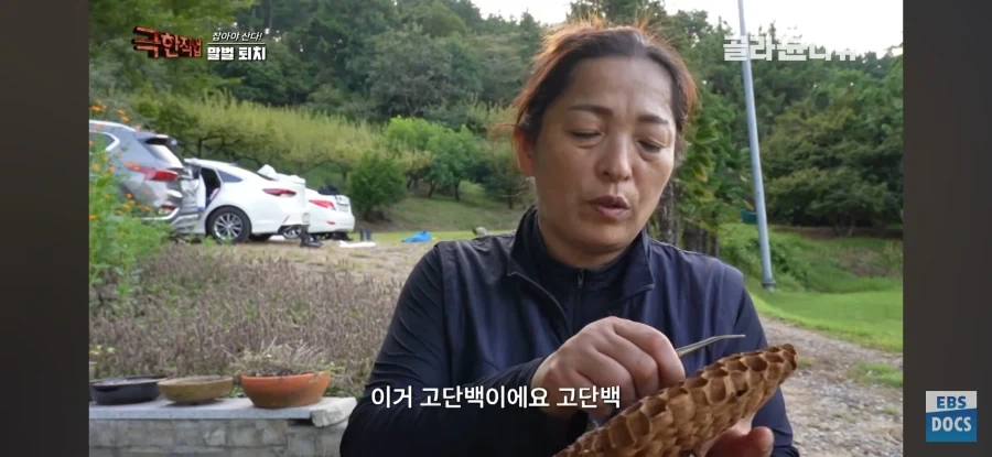 천장을 뜯어보니 말벌집 등장_8.webp