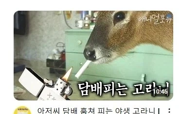 담배도둑 고라니_1.webp