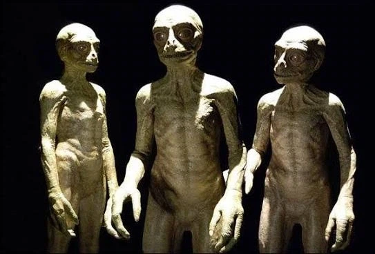 미국은 거대한 실험장이고 미국인들은 실험쥐인걸까_1.webp