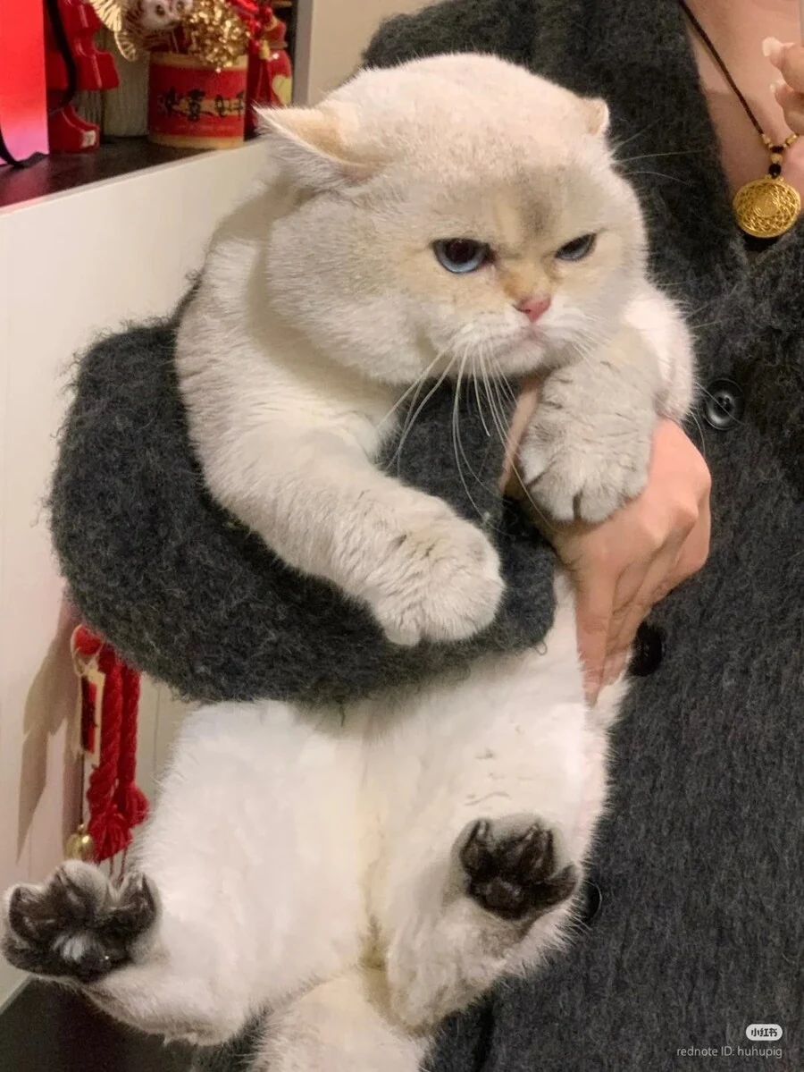 심기가 불편한 품 속의 고양이 _1.jpg