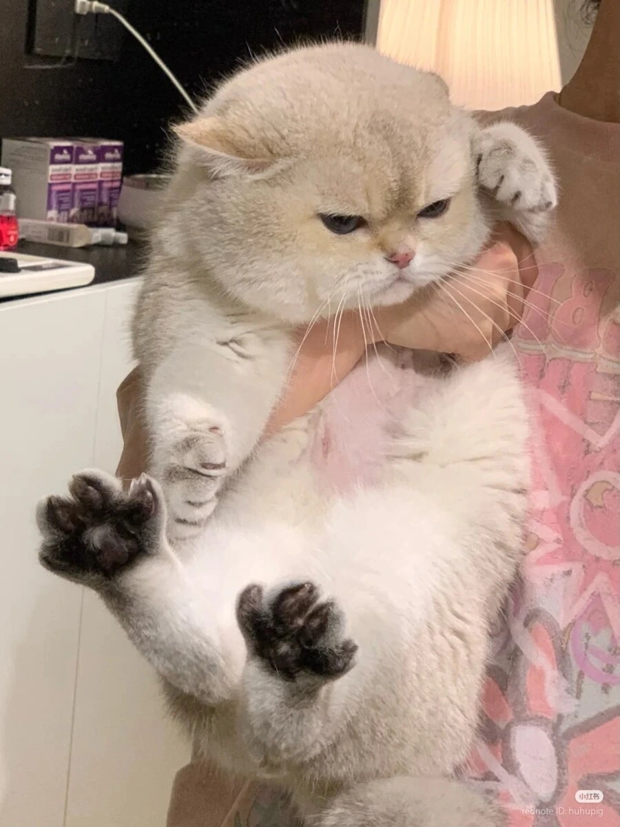 심기가 불편한 품 속의 고양이 _2.jpg