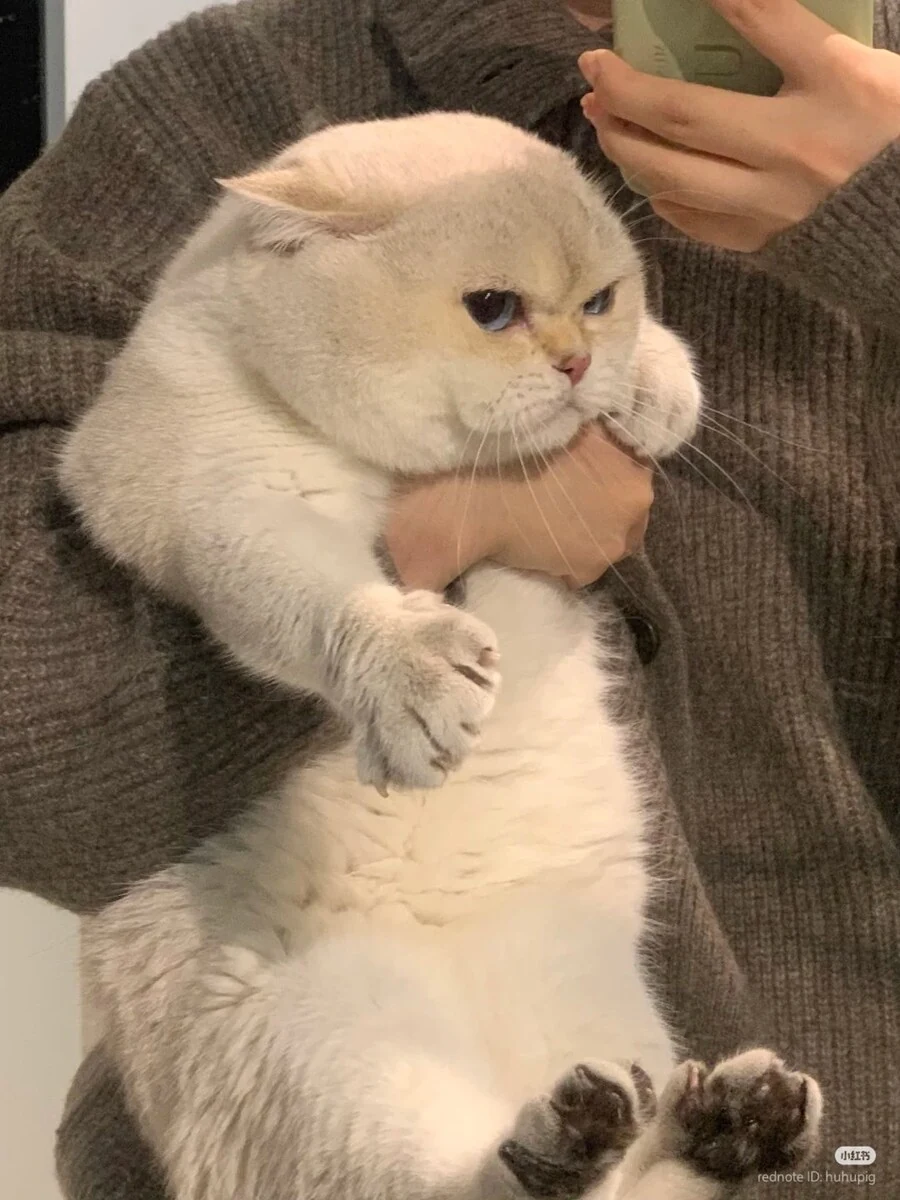 심기가 불편한 품 속의 고양이 _3.jpg