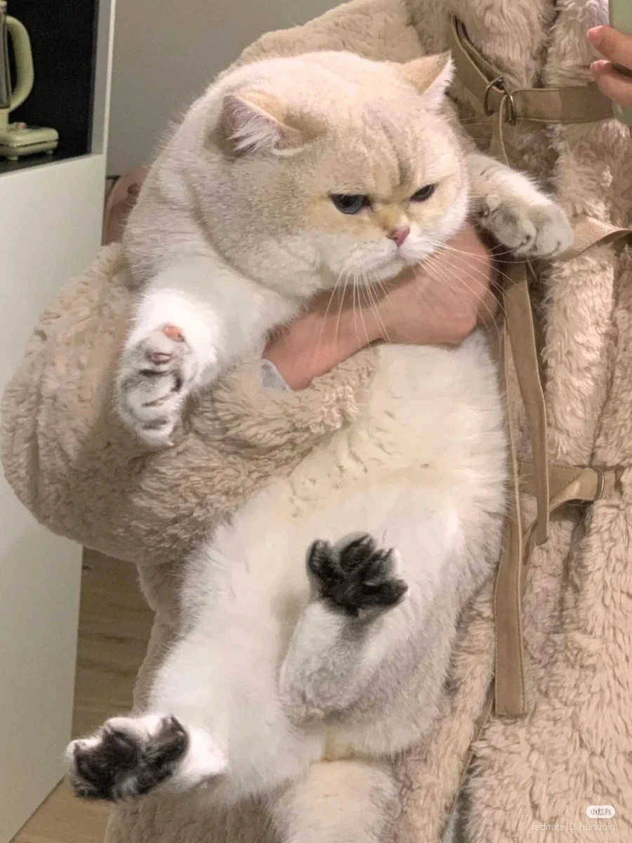 심기가 불편한 품 속의 고양이 _4.webp