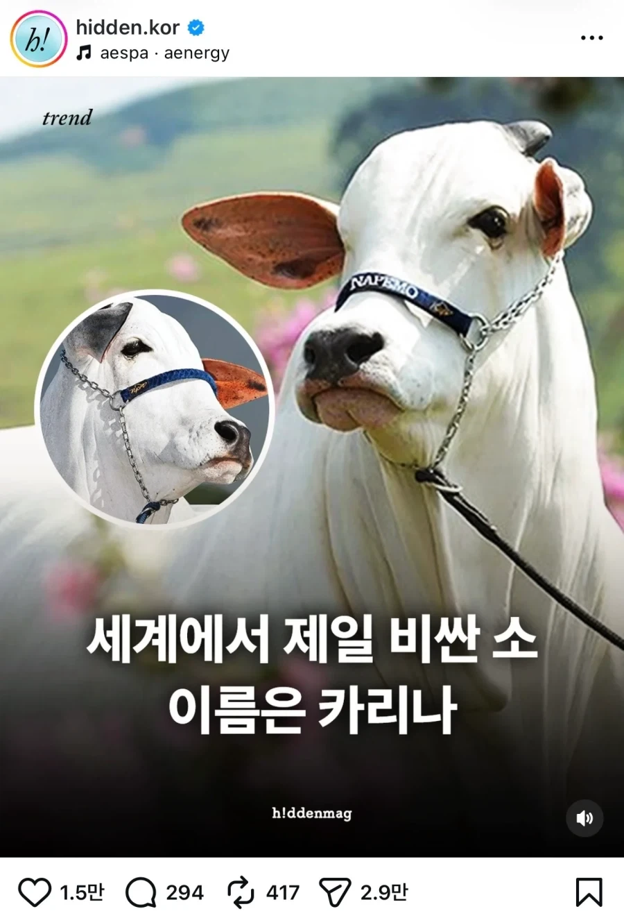 세계에서 가장 비싼 암소는 카리나_1.webp
