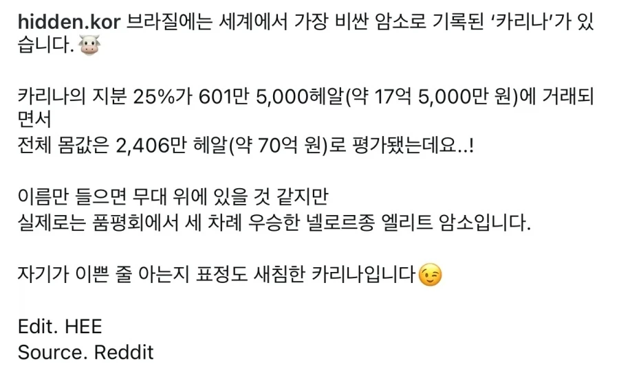 세계에서 가장 비싼 암소는 카리나_2.webp