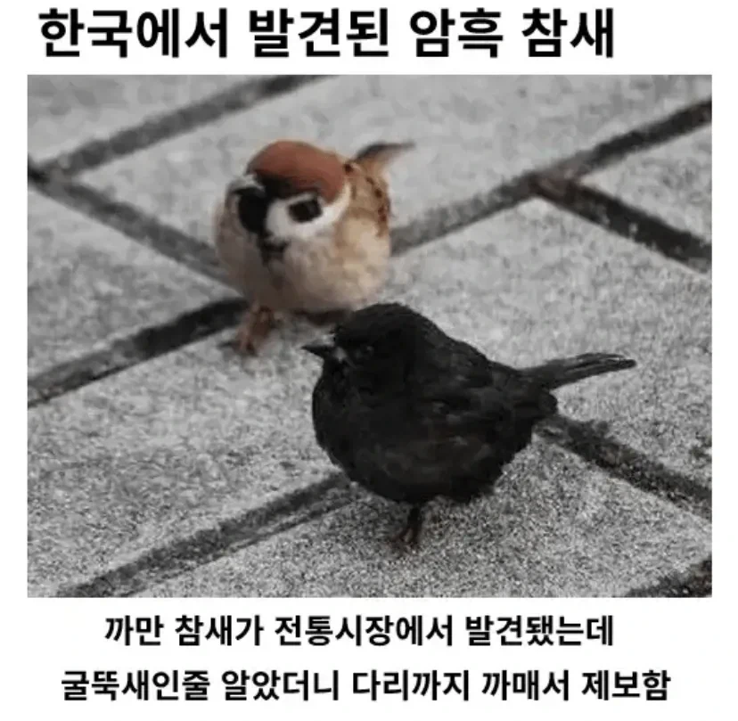 한국에서 발견된 암흑 참새_1.webp