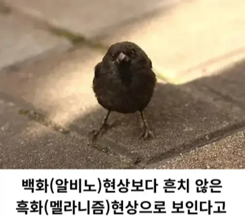 한국에서 발견된 암흑 참새_2.webp