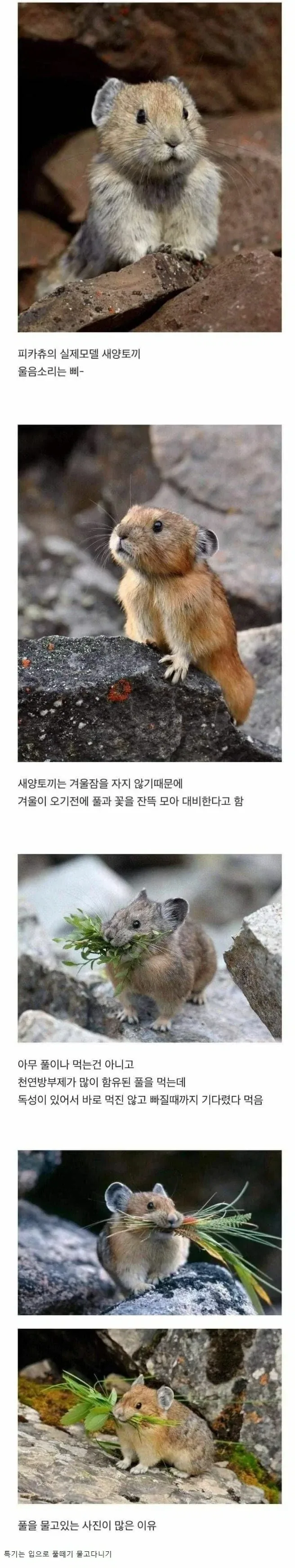 피카츄의 실제 모델이라는 새앙토끼. jpg_1.webp