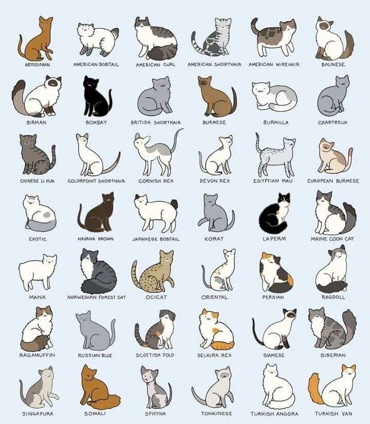 그림으로 보는 여러 종류의 고양이_1.webp