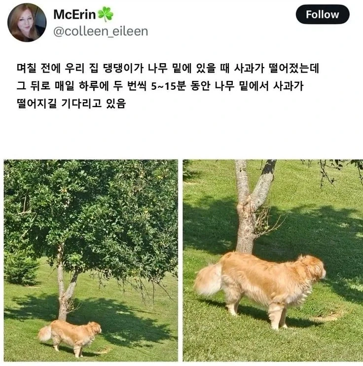 개가 하루에 두번씩 나무 밑에 서있는 이유.jpg_1.webp
