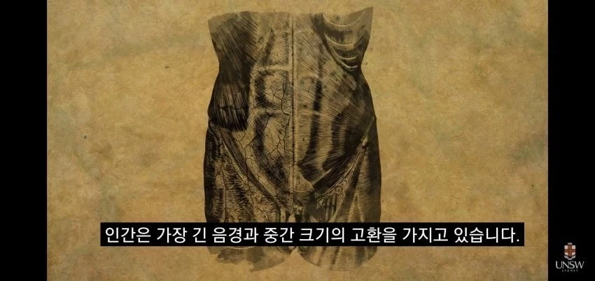 인간의 성기가 크고 굵은 이유_2.webp