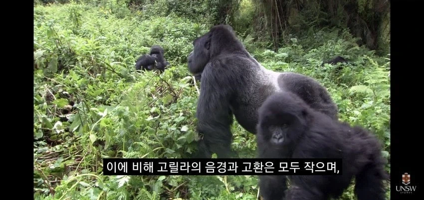 인간의 성기가 크고 굵은 이유_3.webp