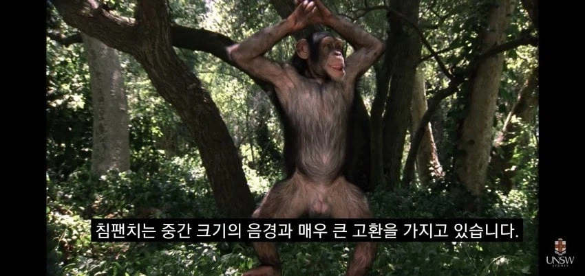 인간의 성기가 크고 굵은 이유_4.webp
