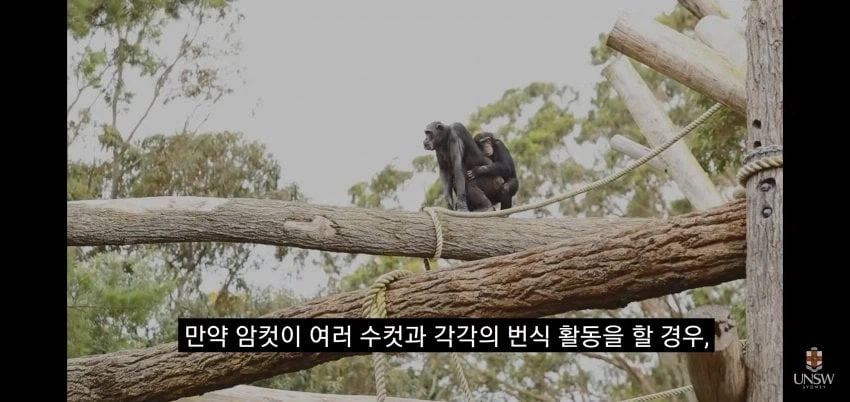 인간의 성기가 크고 굵은 이유_7.webp