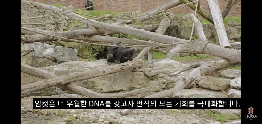 인간의 성기가 크고 굵은 이유_8.webp