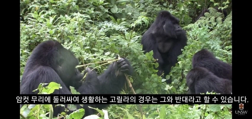 인간의 성기가 크고 굵은 이유_12.webp
