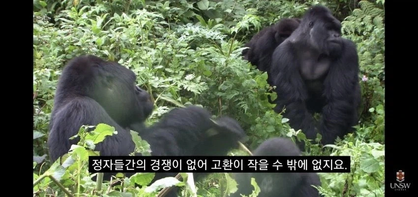 인간의 성기가 크고 굵은 이유_14.webp