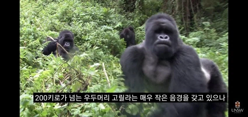 인간의 성기가 크고 굵은 이유_22.webp